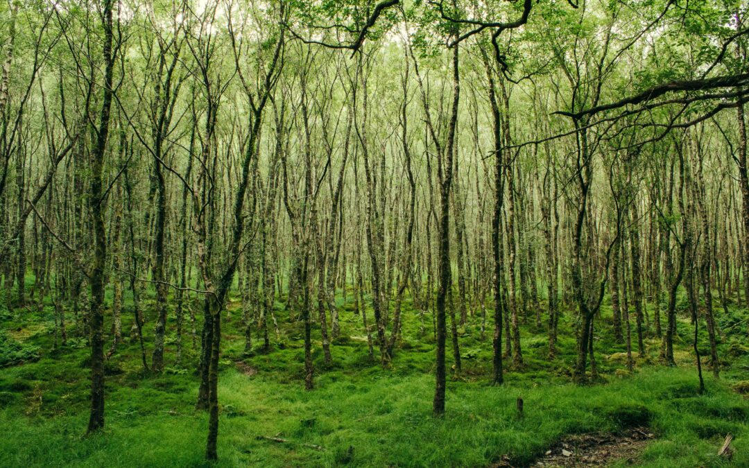 Irland Sehenswürdigkeiten: 10 faszinierende Orte der Grünen Insel